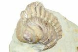 Enrolled Kainops Trilobite - Black Cat Mountain, Oklahoma #362990-3